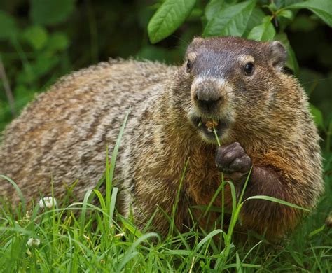 How Five Hibernators Chill Out During Winter | Smithsonian Voices | National Museum of Natural ...