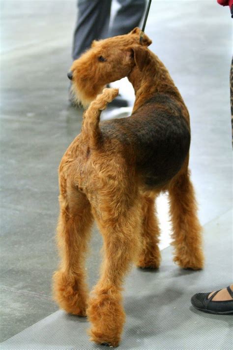 Pin by Didi Thomas on AIREDALES:Best Puppies In The World!! | Airedale dogs, Airedale terrier ...