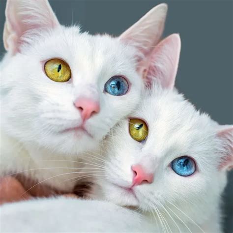 Twin Cats