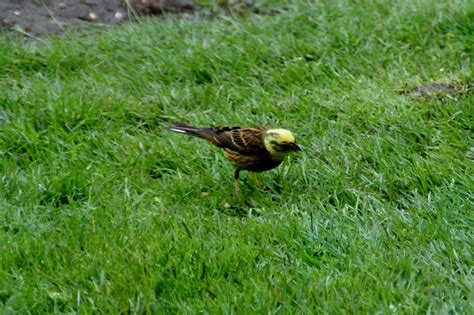 Yellowhammer | Birds Wiki | FANDOM powered by Wikia