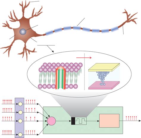 An artificial neuron based on a HfO 2 memristor. Schematic of an ...