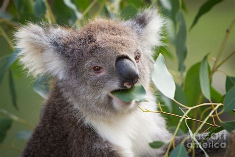 Koala Feeding Photograph by Craig Dingle