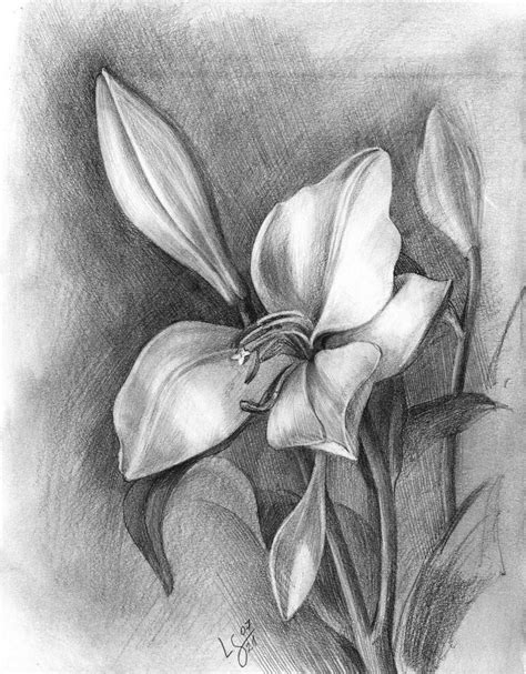 Lily, bud and wilted flower, pencil drawing Drawing by Svitlana ...