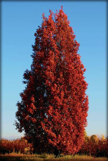 Crimson Red Maple Tree Maple Autumn Trees Ornamental Flame Blaze ...