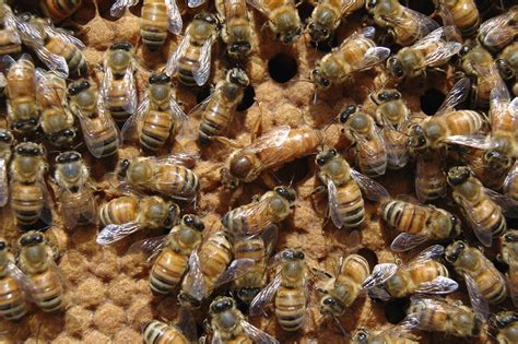 3 Fun Facts About the Queen Bee - Live Bee Removal