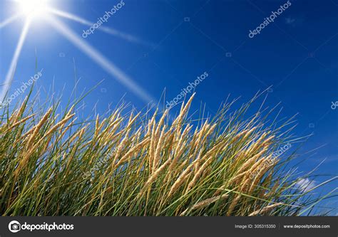 Dune grass Stock Photo by ©BoValentino 305315350