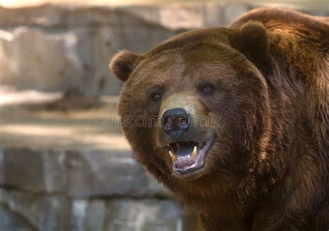 Grizzly Bear Showing Its Teeth Stock Photo - Image of mammal, danger ...