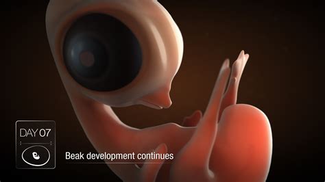 Scientific Animation: Chicken Embryo Development | Australian Poultry CRC | AXS Studio