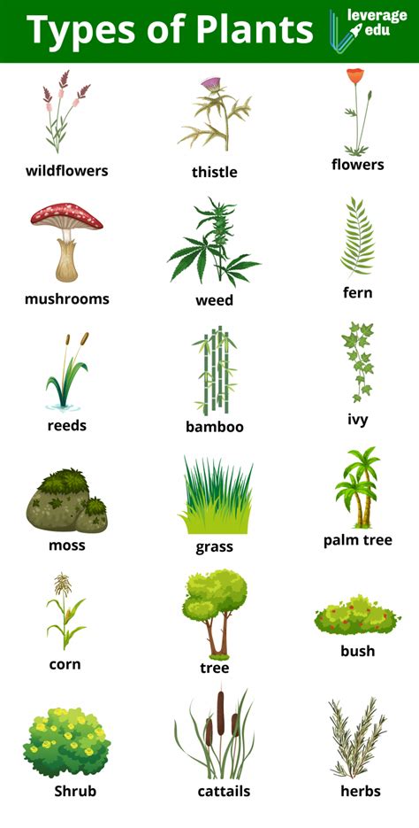 Different Types of Plants: By Life Cycle, Seeds & Size - Leverage Edu