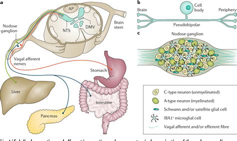 The metabolic role of vagal afferent innervation | Semantic Scholar