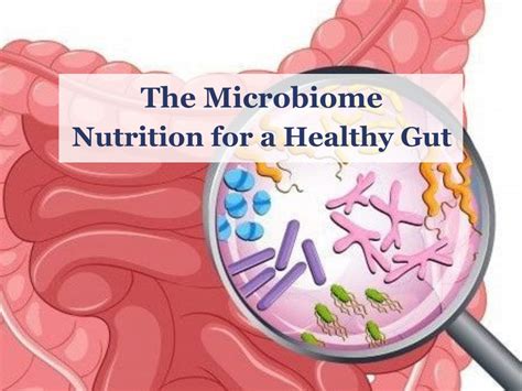 The Microbiome - Nutrition for a Healthy Gut - Sano