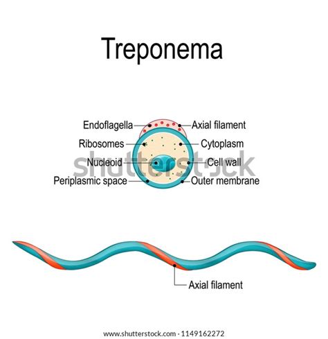 Treponema Pallidum Structure