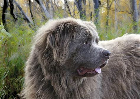 10 Best Extra-Large Dog Breeds (For Lovers of Huge and Giant Dogs)