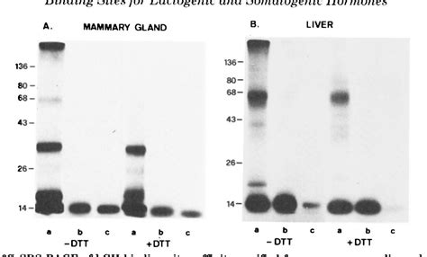 Figure 1 from Binding Sites for Lactogenic and Somatogenic Hormones ...