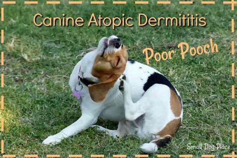 Canine Atopic Dermatitis: 11 Amazing Remedies to Help Your Dog