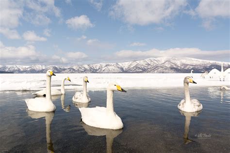 The Swans of Lake Kussharo - Rare Photos by Viki Pandit