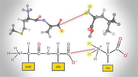 Peptide Bond Formation | Animation - YouTube