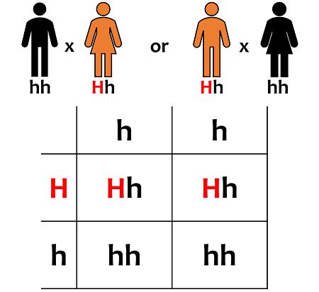 Monohybrid Cross | Example of a Monohybrid Cross - Video & Lesson ...