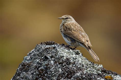 Pipit | Range, Diet, & Facts | Britannica