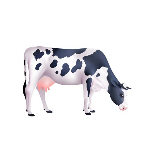 Realistic Cow Clip Art