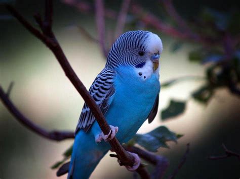 Blue Budgie Wallpaper