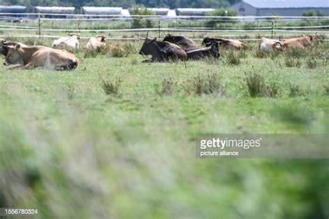 Heck Cattle Photos and Premium High Res Pictures - Getty Images