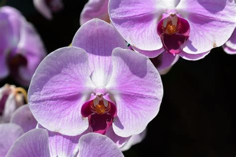 Premium Photo | Pink orchids