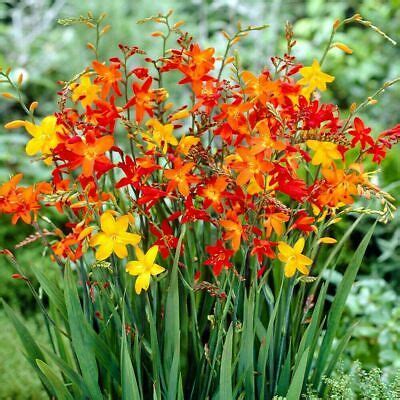 30 Crocosmia Montbretia Mixed Corms Bulbs (various sizes and varieties) UK EU US | eBay