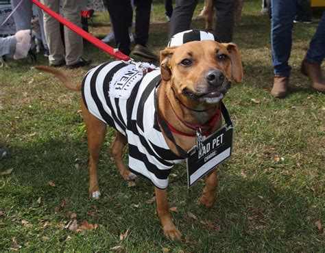 Barkfest Halloween dog costume contest