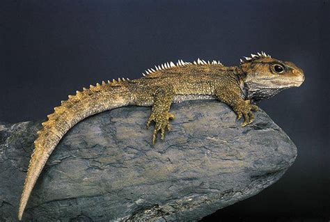 Tuatara Lizard