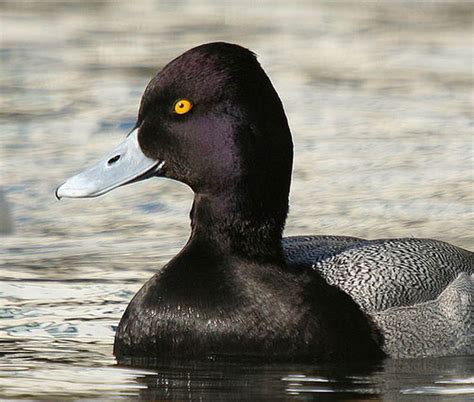 19 best Bluebill Ducks images on Pinterest | Ducks, Duck hunting and Waterfowl hunting