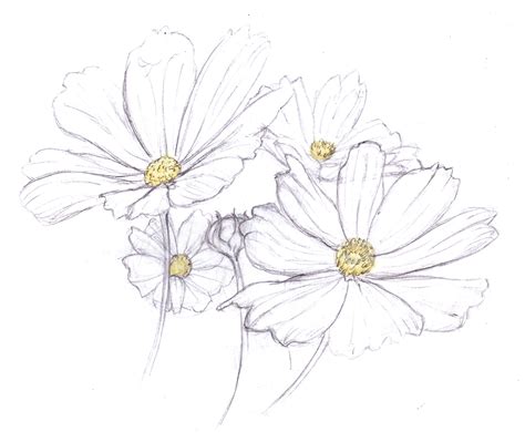 Magellin . Blog: Daisies drawing