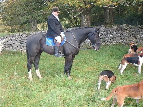 Horses in Ireland – Call Tom in Ireland: + 353 91 846478 or + 353 87 668 5840 (mobile)