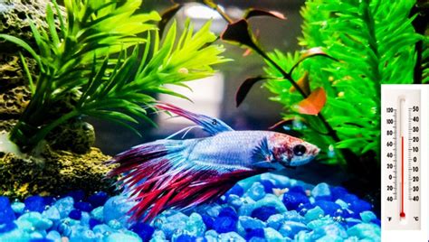 Betta Fish Water temperature, The Perfect Updated Guide 2024