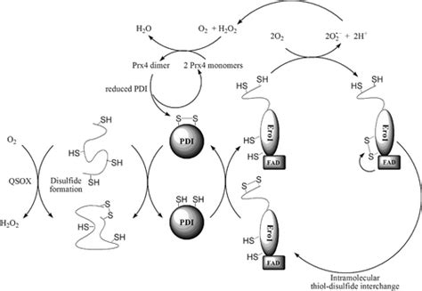 Thiol Oxidation Mechanism