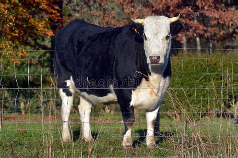 Holstein Stock Images - Download 13,121 Royalty Free Photos