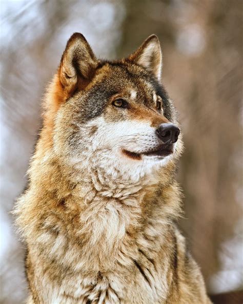 Eurasian wolf - Alchetron, The Free Social Encyclopedia