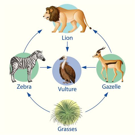 pôster educacional de biologia para diagrama de cadeias alimentares ...