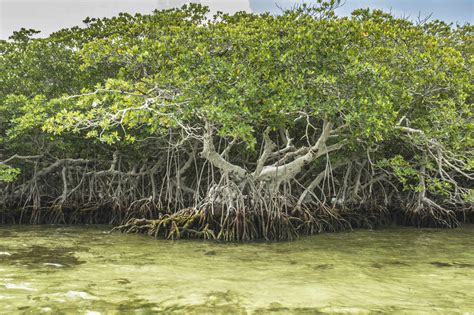 Tree growing in marshy swamp stock photo