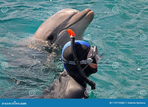 The Dolphin and the Diver with a Mask Emerged from the Water. Scuba Diving, Swimming with ...