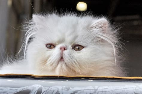 Should Persian cats be extreme? - AVSAB