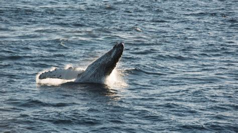 Registran "el disparo", un nuevo sonido emitido por la ballena jorobada ...