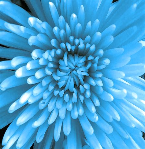 Blue Chrysanthemum Photoshop Free Stock Photo - Public Domain Pictures