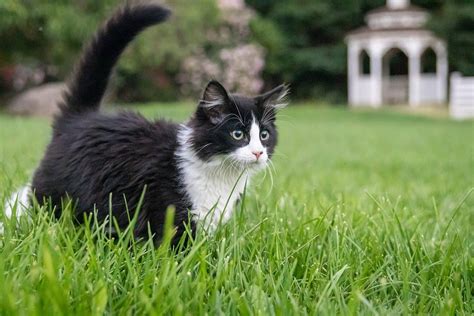 30 Interesting Tuxedo Cat Facts That Will Make Your Day