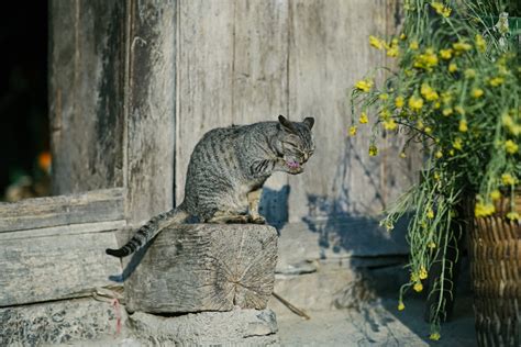 VIETNAM NATURE · Free Stock Photo