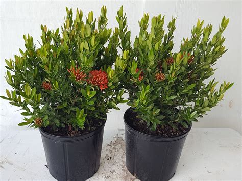 Buy Ixora taiwanensis 'Dwarf Red', Flame of the Woods, Jungle Flame, Dwarf Ixora | Free Shipping ...