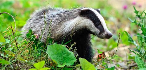 Why We Love Badgers - Funny Badger Stories - Gentlemans Face Care Club