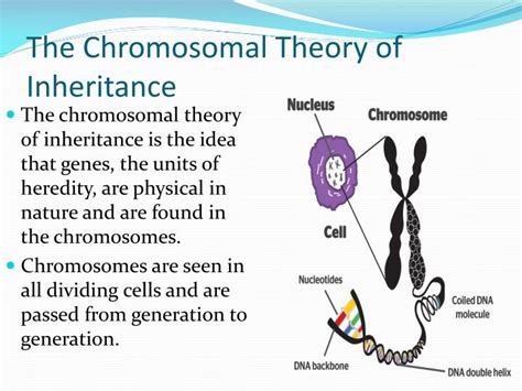 PPT - Errors and Exceptions in Chromosomal Inheritance PowerPoint Presentation - ID:1924527