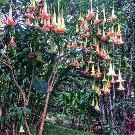 Angel's Trumpet Is an Early Fall Bloomer