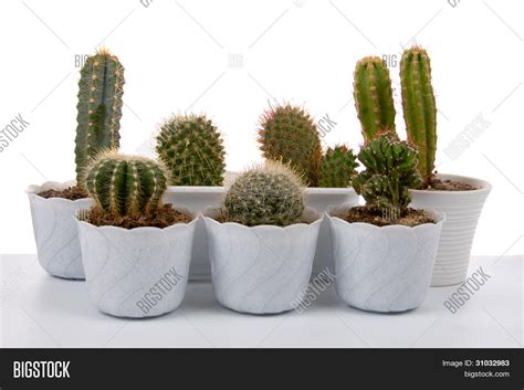 Cactus Pots Image & Photo (Free Trial) | Bigstock